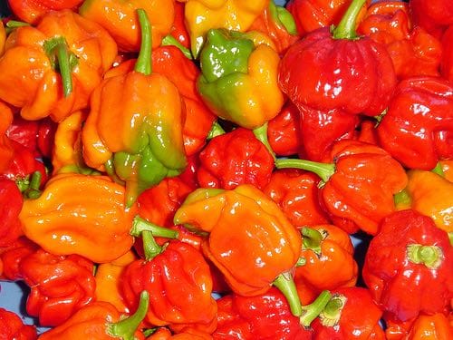 Industrie : La RDC développera l’industrie du piment pour répondre à la demande de la Chine