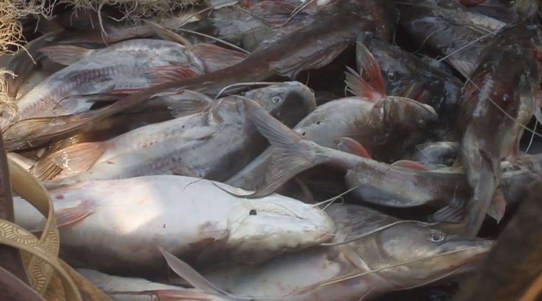 Exploration du lac poissonneux Édouard de Vitshumbi : Plongée dans la vie des pêcheurs et des habitants des rives (Reportage)