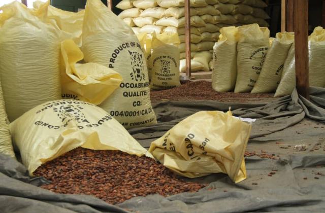 RDC : de 34 811 tonnes en 2022 à 50 800 en 2024, cap sur 120 000 tonnes et ambition de 2 millions pour le cacao biologique