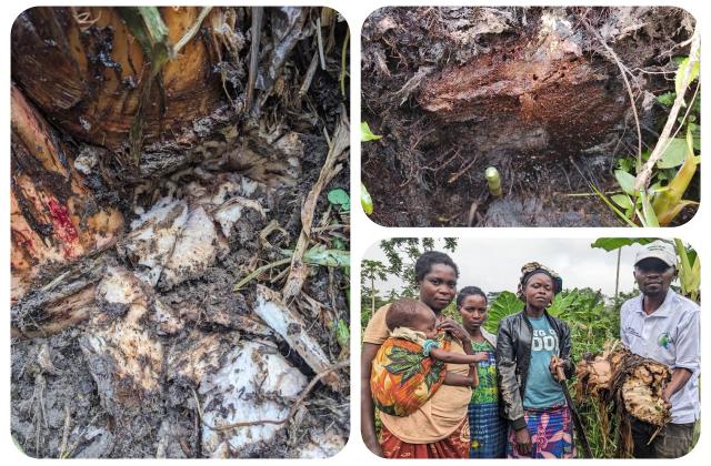 Walikale : une pathologie menace les bananeraies des Wanianga, des agronomes dépêchés sur le terrain