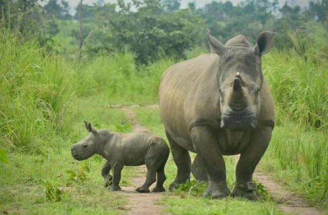 Parc national de Garamba : un nouveau bébé rhinocéros fait renaître l'espoir en RDC