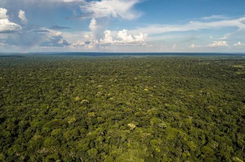 Autorité de Régulation du Marché de Carbone en RDC : Un Projet Décret de la Ministre de l'Environnement et Développement Durable adopté par le conseil des Ministres