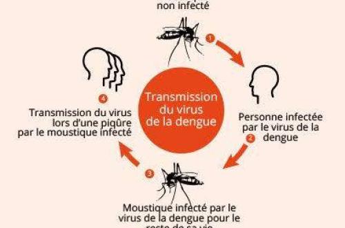 L’OMS annonce que la moitié de la population mondiale est exposée au risque d’infection à la dengue