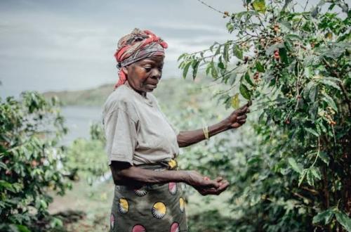 Sud-Kivu : Report de la cérémonie de lancement de la campagne agricole à Idjwi, Chefferie Ntambuka pour la semaine prochaine