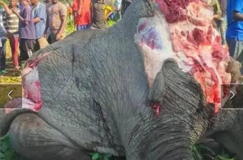 Conservation de la nature au Nord-Kivu : Un éléphant abattu par la population de Katwiguru