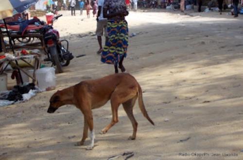 Goma : Le maire interdit la présence des chiens sur la voie publique pour éviter des dangers éventuels