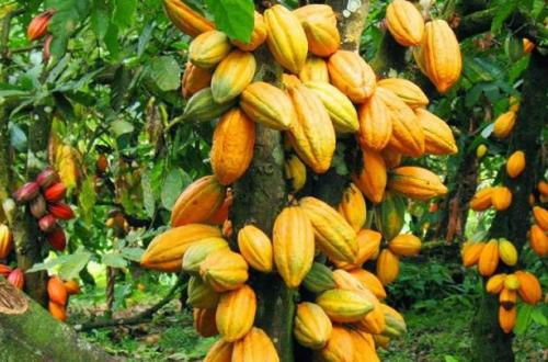 Des agriculteurs de plus en plus en souffrance à Mambasa suite aux produits champêtres dont le cacao