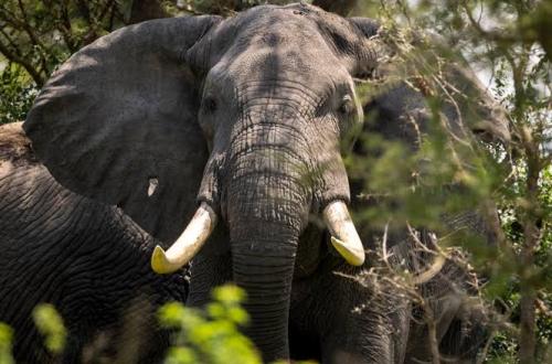 Nord-Kivu : Malgré les conflits répétitifs, la population d’éléphants de savane connaît une augmentation significative