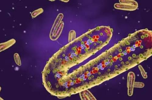 Le gouvernement confirme l'apparition de la maladie à virus Marburg