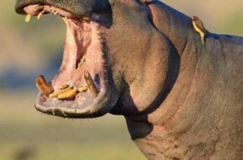 Insolite, mais sérieux, un Mwami porte plainte contre un hippopotame dangereux