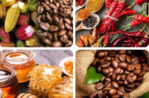 Les Café, Cacao le piment et le miel Congolais certifiés meilleurs sur les marchés européens 