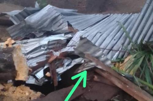 Un palmier à huile tombé sur une latrine dans laquelle se trouvait un homme