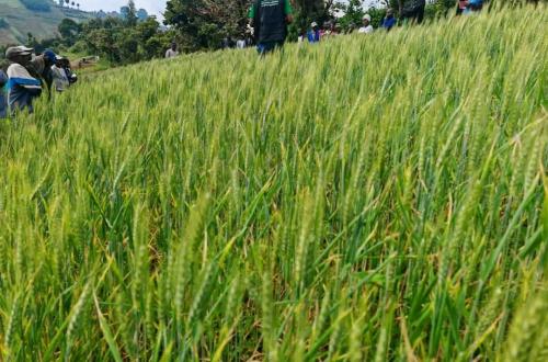 le consortium AALI, IITA-CGIAR et la  Fondation Virunga renforce les capacités des petits producteurs locaux de blé à Lubero