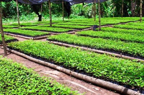 Nord-Kivu : ONAPAC et OHAV installent des pépinières communautaires des cacao et café à Mangina et Beni-Ville