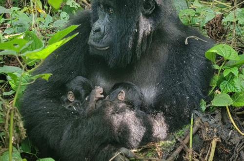 Biodiversité en RDC : le parc des Virunga célèbre une naissance exceptionnelle de jumeaux gorilles