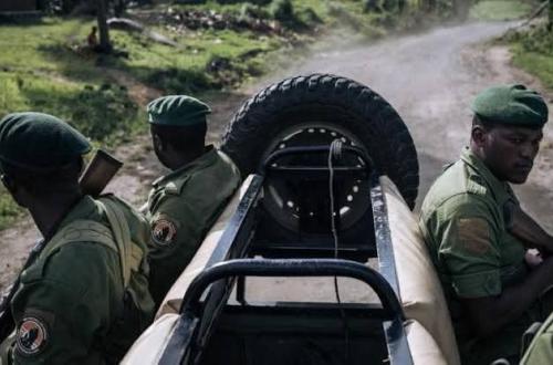 Nord-Kivu : 2 écogardes tués dans une attaque armée au Parc des Virunga