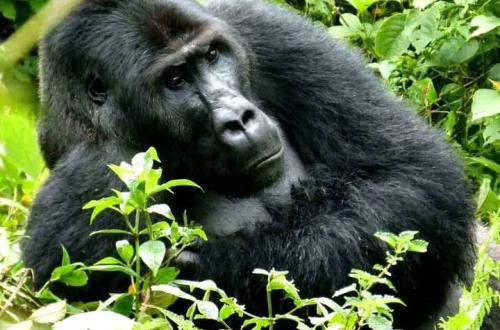 Sud-Kivu : un gorille de Grauer abattu dans le Parc national de Kahuzi-Biega, un suspect interpellé