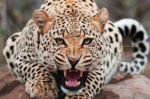 Nord-Kivu : la présence d’un Léopard terrorise Walikale et menace l’économie locale