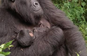 Nord-Kivu : deux naissances des bébés gorilles enregistrées dans le Parc National des Virunga