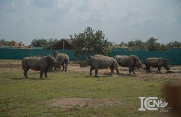 RDC : 24 rhinocéros blancs intègrent le pays, un transfert historique vers la Garamba