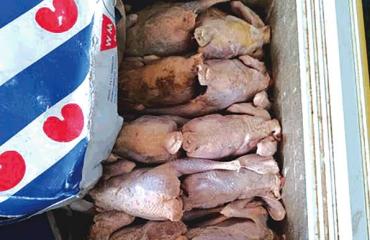 RDC : l’OCC alerte sur un lot de cuisses de poulet polonaises contaminées par une bactérie dangereuse