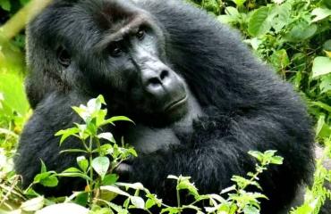 Sud-Kivu : un gorille de Grauer abattu dans le Parc national de Kahuzi-Biega, un suspect interpellé