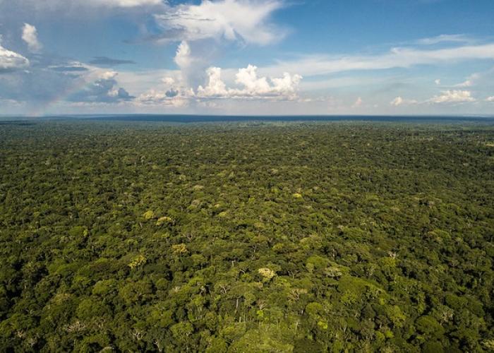 Autorité de Régulation du Marché de Carbone en RDC : Un Projet Décret de la Ministre de l'Environnement et Développement Durable adopté par le conseil des Ministres