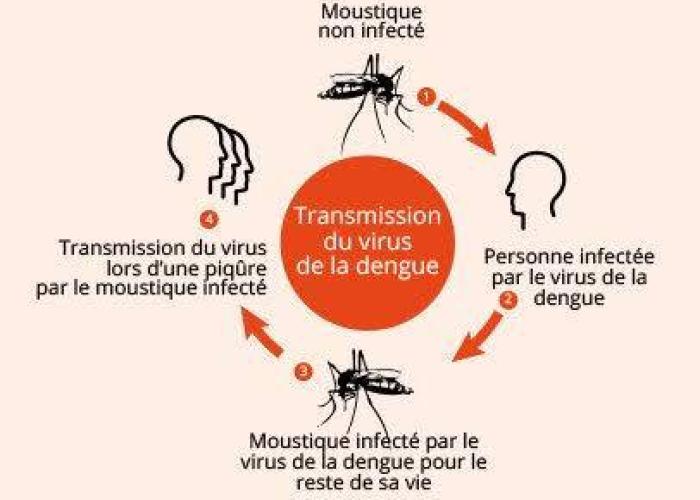 L’OMS annonce que la moitié de la population mondiale est exposée au risque d’infection à la dengue