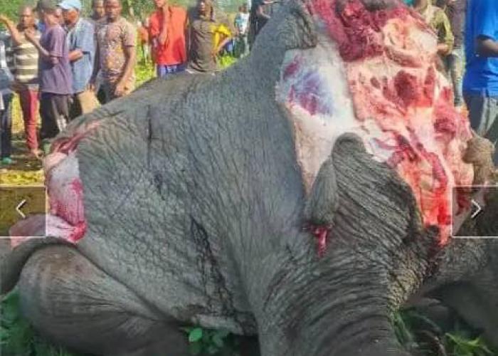 Conservation de la nature au Nord-Kivu : Un éléphant abattu par la population de Katwiguru