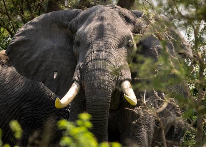 Nord-Kivu : Malgré les conflits répétitifs, la population d’éléphants de savane connaît une augmentation significative