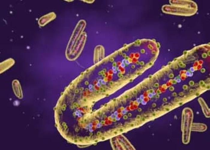 Le gouvernement confirme l'apparition de la maladie à virus Marburg