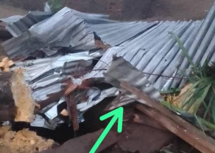Un palmier à huile tombé sur une latrine dans laquelle se trouvait un homme