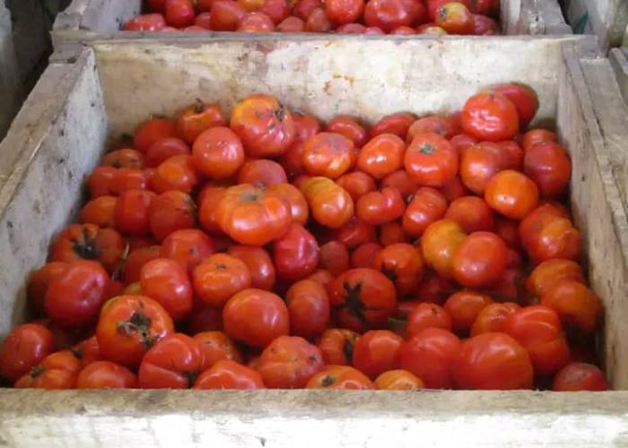 La tomate devient un produit de luxe au marché central