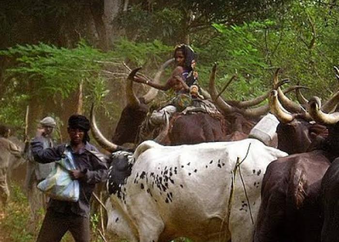 Un forum sous-régional sur les éleveurs transhumants Mbororo prévu à Kinshasa